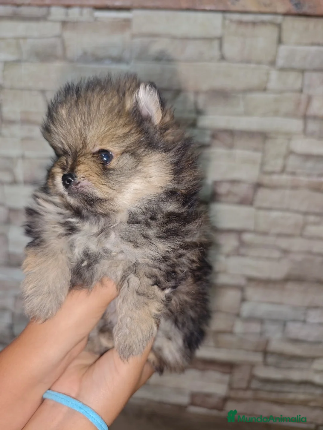 Pomerania perros en venta: Pomerania  - Anuncio 2
