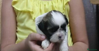 Shih Tzu perros - Anuncio 14