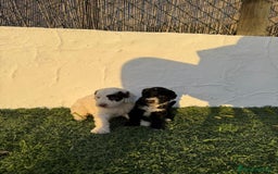 Perro de Agua Español perros en venta: Perro de agua!!? - Anuncio 2