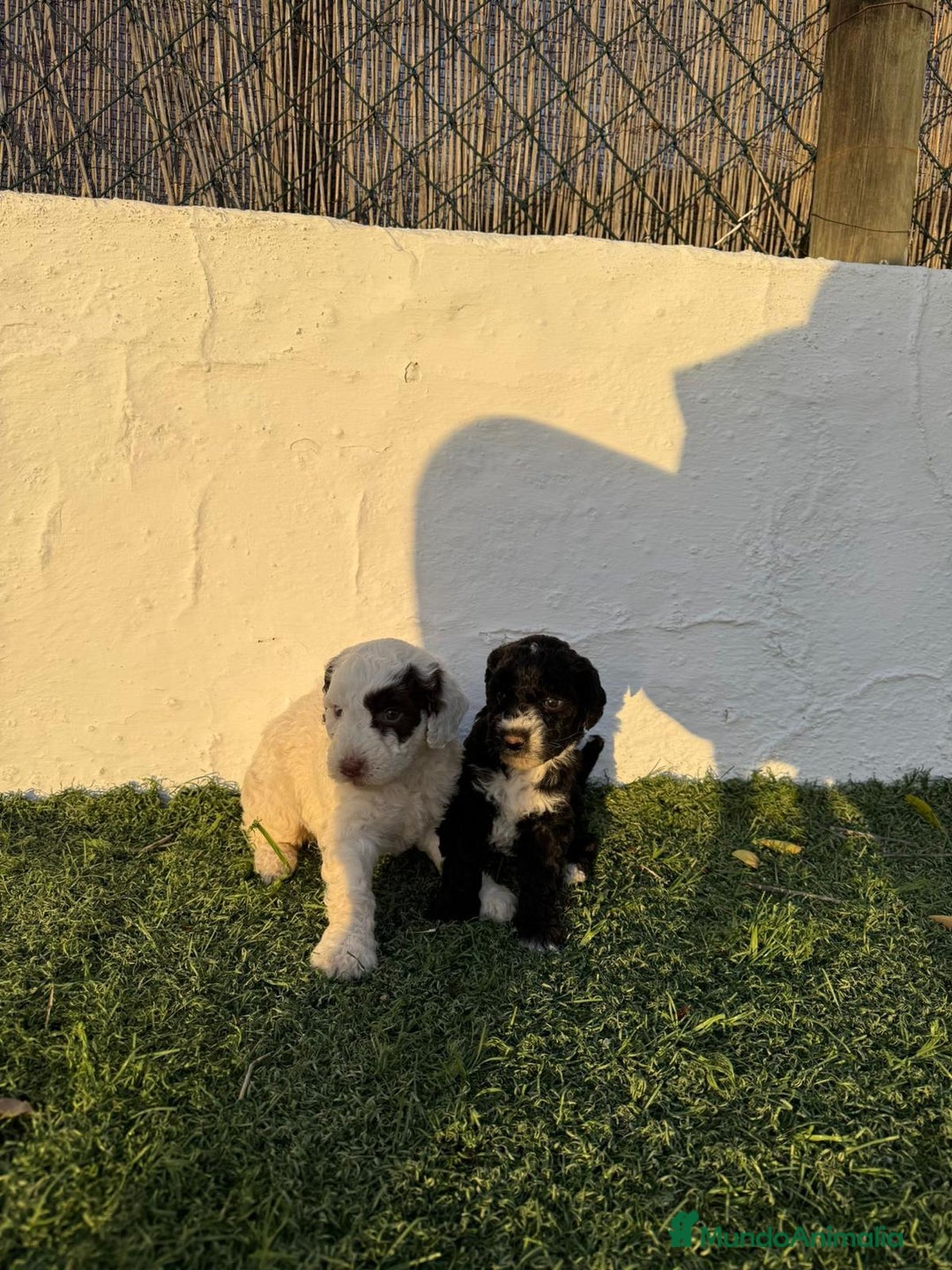 Perro de Agua Español perros en venta: Perro de agua!!? - Anuncio 2