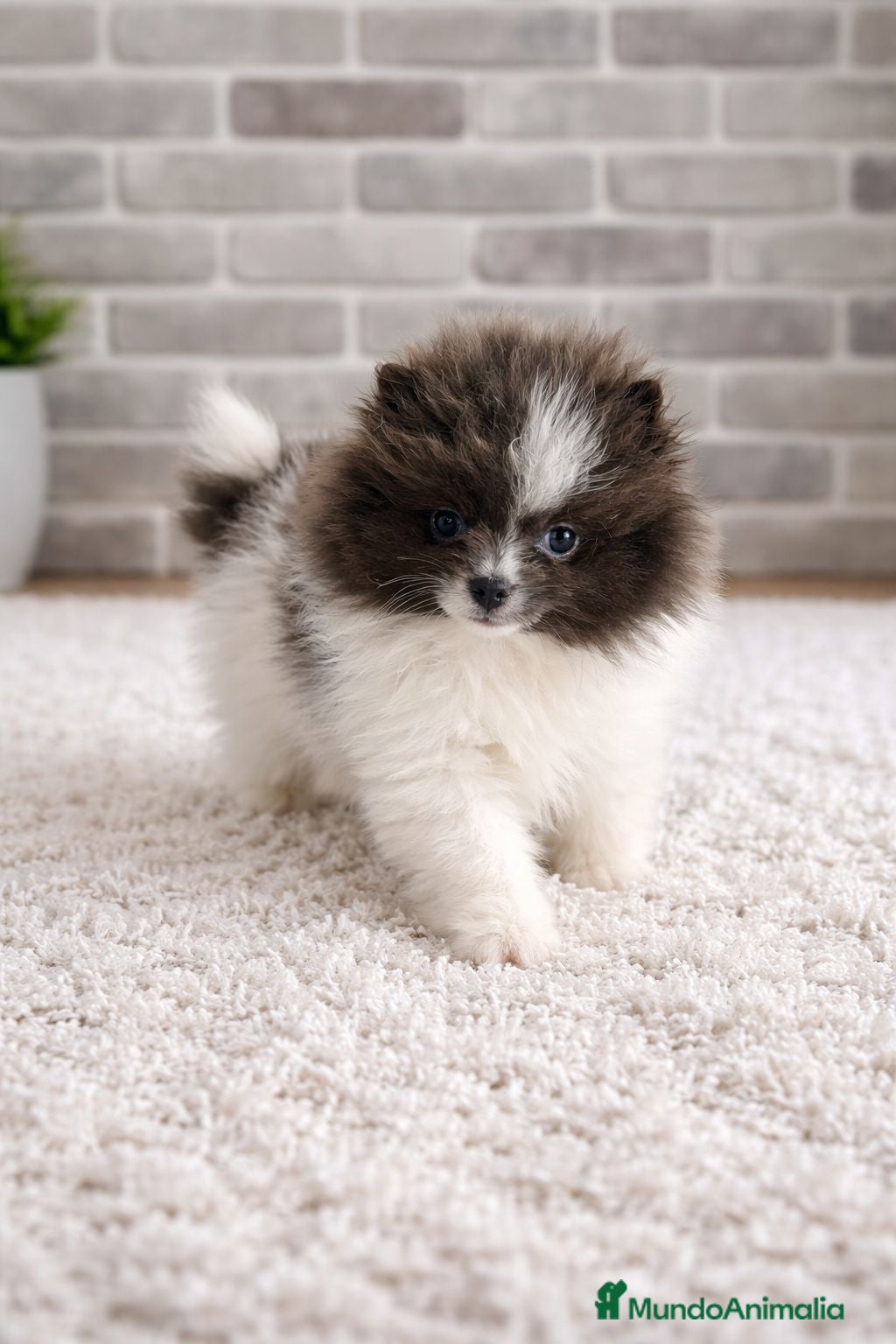 Pomerania perros Pomerania toy  - Anuncio 1