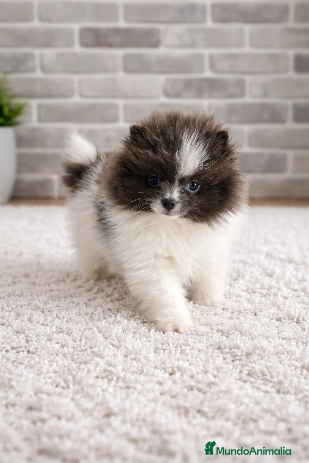 Pomerania perros en venta: Pomerania toy  - Anuncio 1