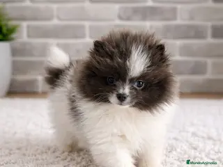 Pomerania perros Pomerania toy - Anuncio 5