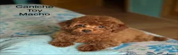 Caniche Toy perros en venta: Caniche toy muy chiquitín !!! - Anuncio 2