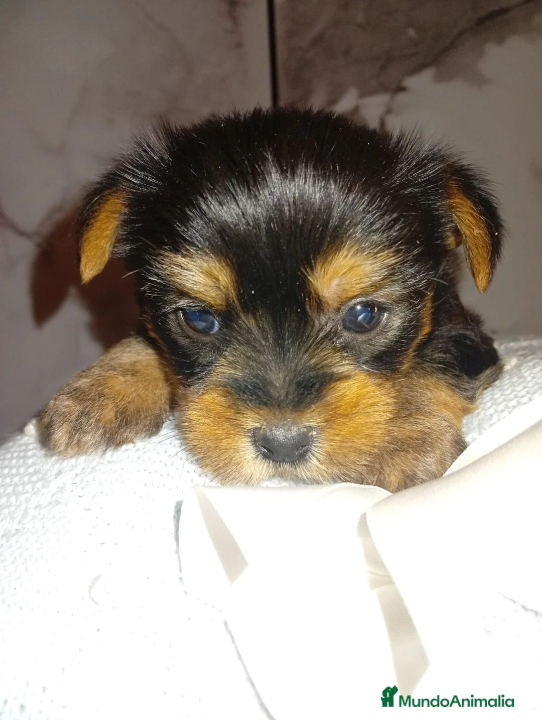 Yorkshire Terrier perros en venta: Yorkshire terrier Toy Machos preciosos  - Anuncio 2