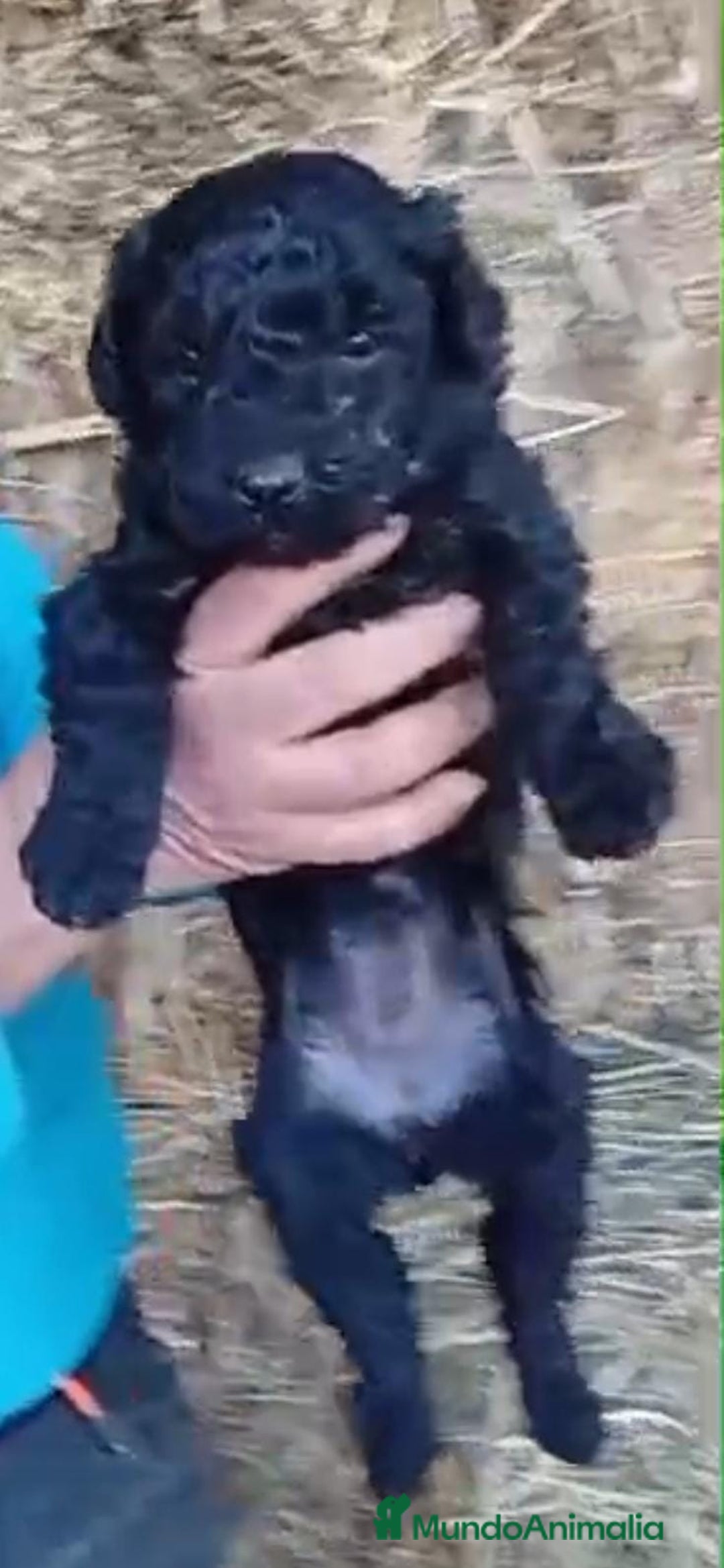 Perro de Agua Español perros en venta: Perros de agua  - Anuncio 6