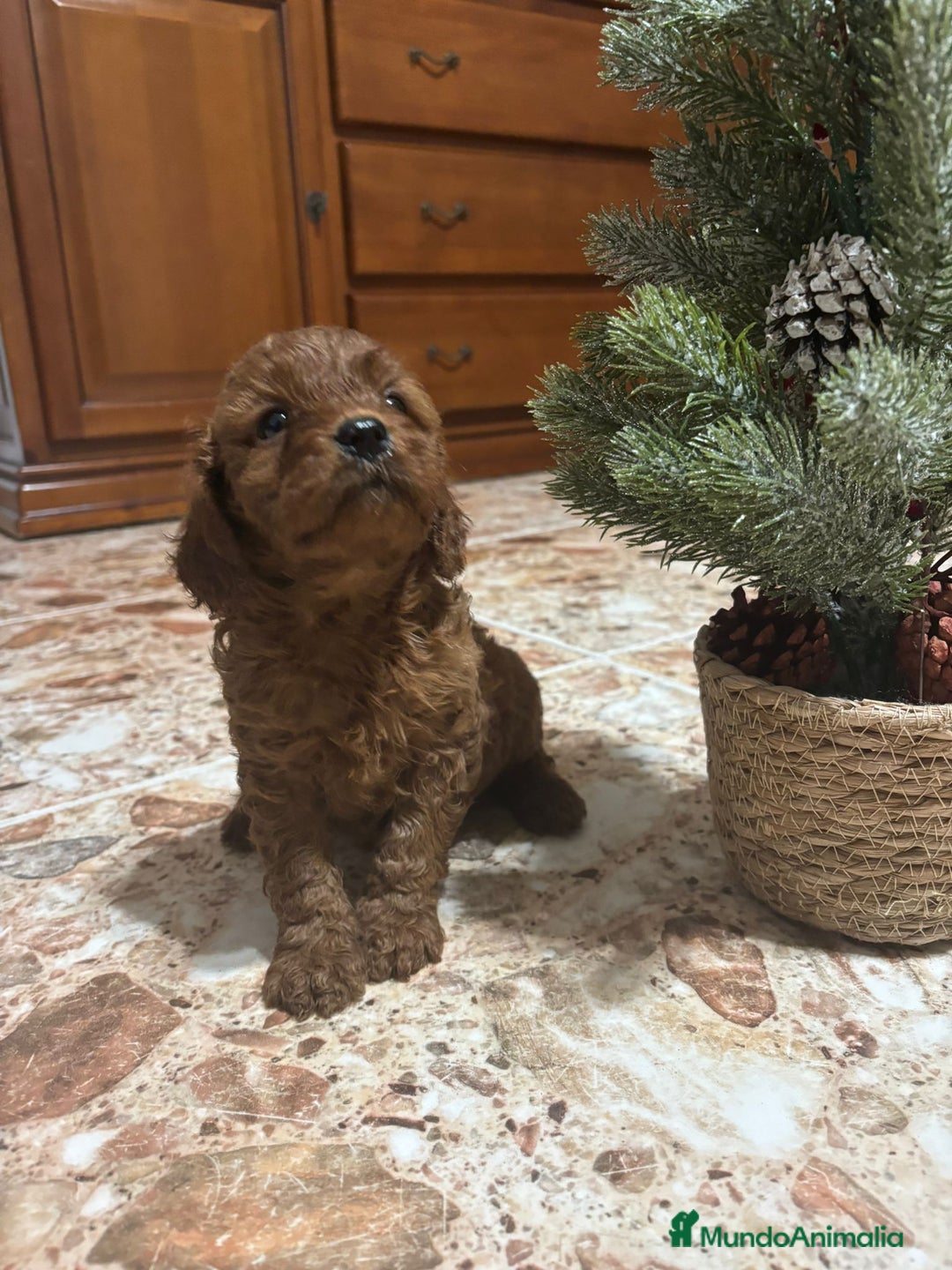 Cavapoo perros en venta: Cachorros raza Cavapoo - Anuncio 3