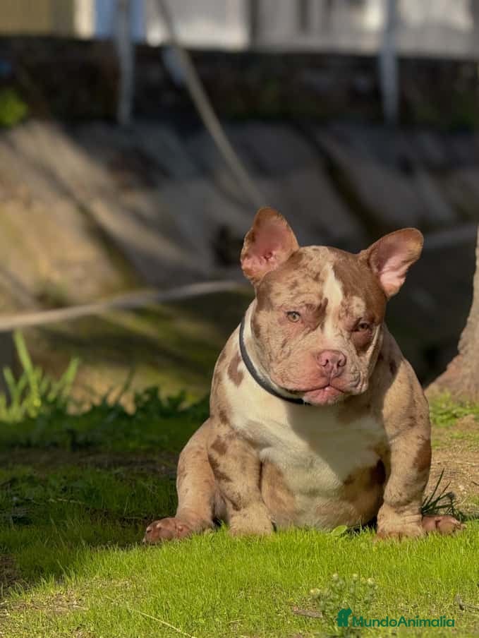 American Bully perros American Bully Merle impresionante sangre  - Anuncio 2