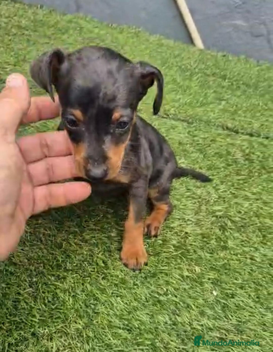 Pinscher Miniatura perros en venta: Pinscher miniatura merle - Anuncio 8