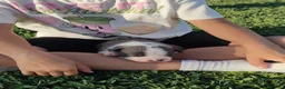 American Pit Bull Terrier perros en venta: Cachorros blue Amstaff - Anuncio 3