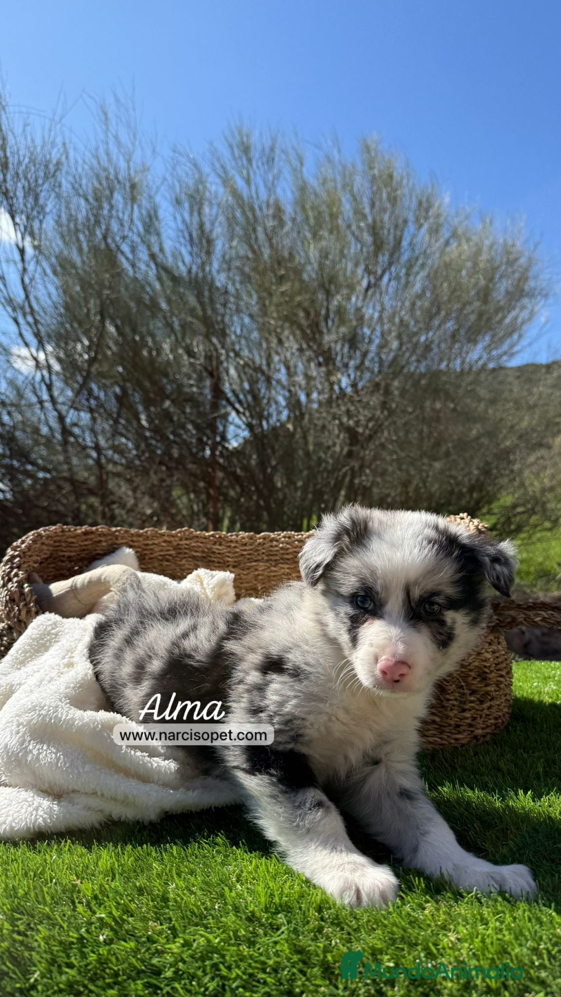 Border Collie perros BORDER COLLIE MERLE - Anuncio 2