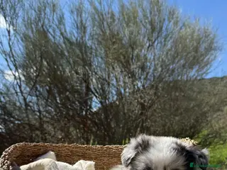 Border Collie perros BORDER COLLIE MERLE - Anuncio 2