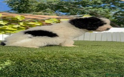 Perro de Agua Español perros en venta: PERRO DE AGUA MACHO - Imagen 15