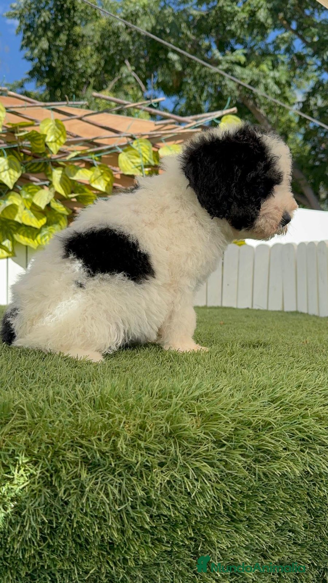Perro de Agua Español perros en venta: PERRO DE AGUA MACHO - Imagen 15