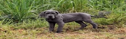 Dogo Alemán perros en venta: Dogo Alemán  - Anuncio 6
