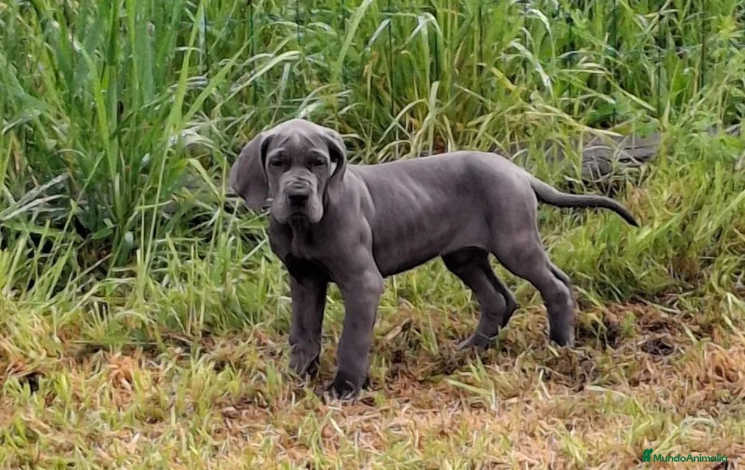 Dogo Alemán perros en venta: Dogo Alemán  - Anuncio 6