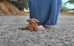Caniche Toy perros en venta: Hembrita toy toy  - Imagen 1
