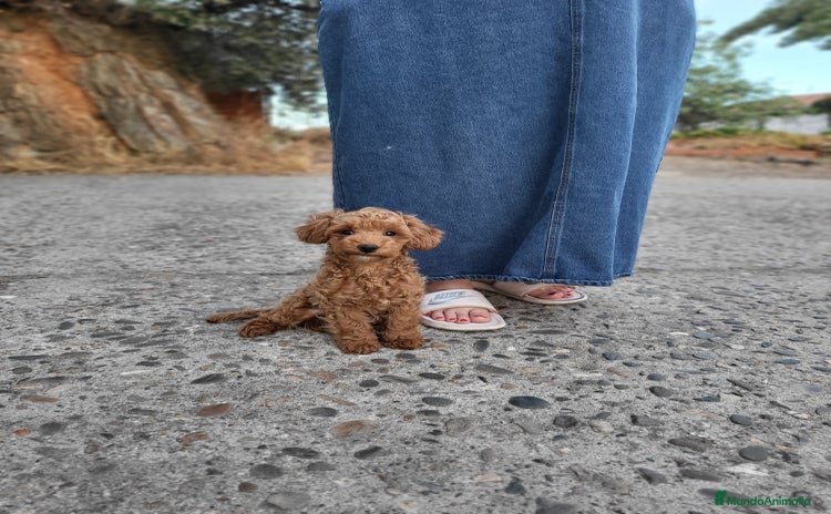 Caniche Toy perros - Anuncio 9