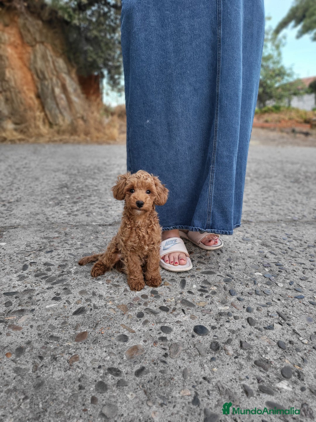 Caniche Toy perros en venta: Hembrita toy toy  - Imagen 1