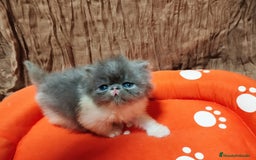 Persa gatos en venta: Gatos persas - Anuncio 3