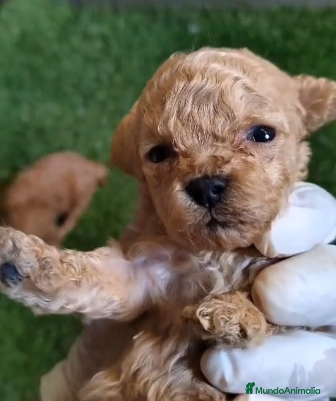 Caniche Toy perros en venta: Última Caniche Toy Apricot disponible - Anuncio 3