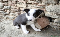 Border Collie perros en venta: Cachorros border collie! Ojos azules! - Imagen 3