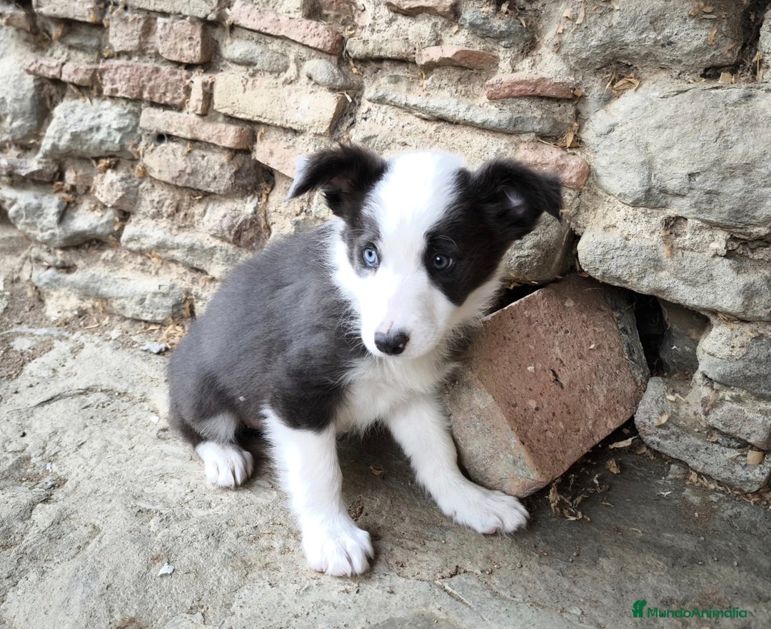 Border Collie perros en venta: Cachorros border collie! Ojos azules! - Imagen 3