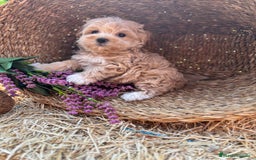 Maltipoo perros en venta: Maltipoo  - Imagen 13
