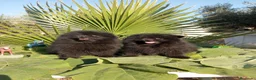 Pomerania perros en venta: Pomerania Toy - Anuncio 9