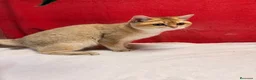 Británico de Pelo Corto gatos en venta: Precioso British Golden dorado - Anuncio 7