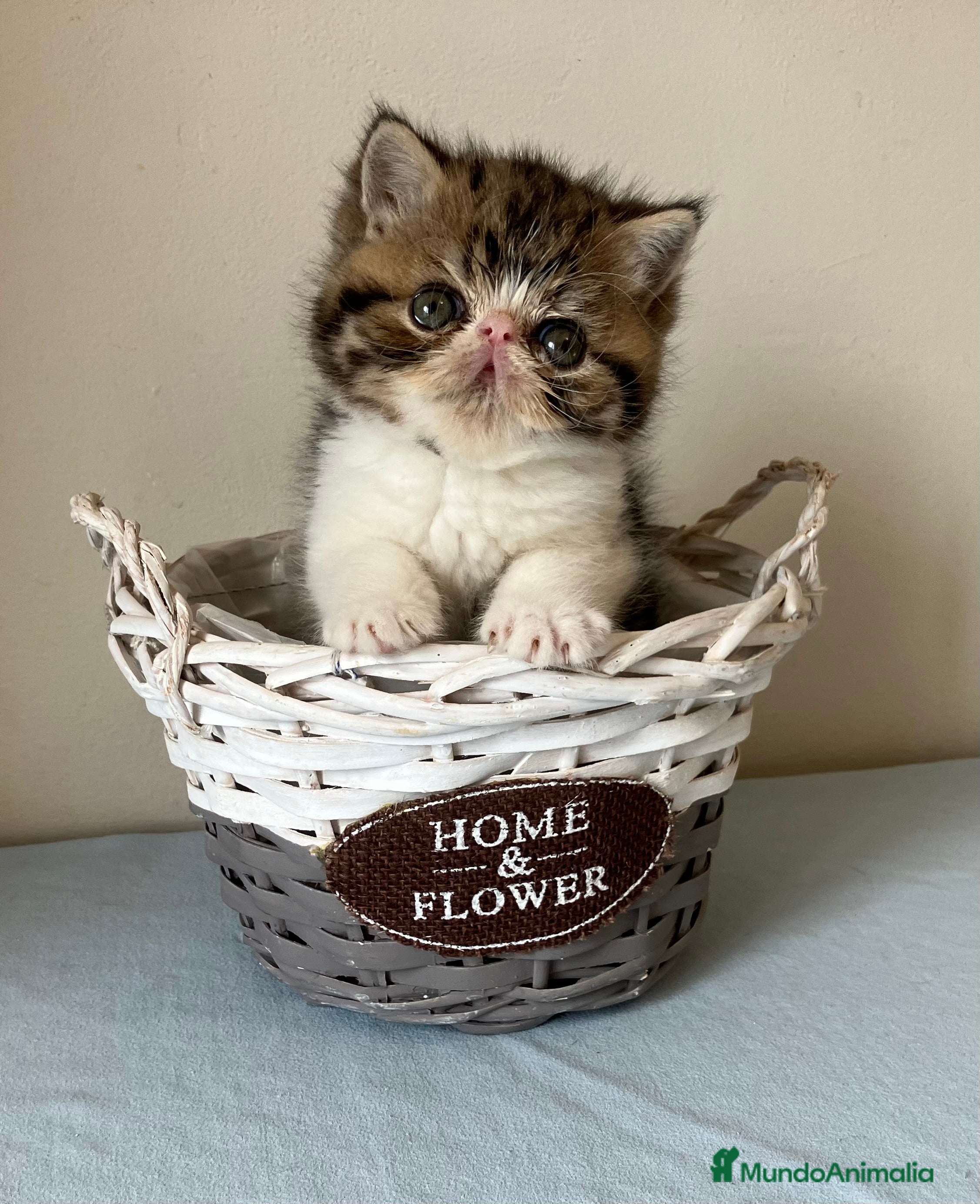 Exótico de Pelo Corto gatos GATO EXOTICO - Anuncio 11