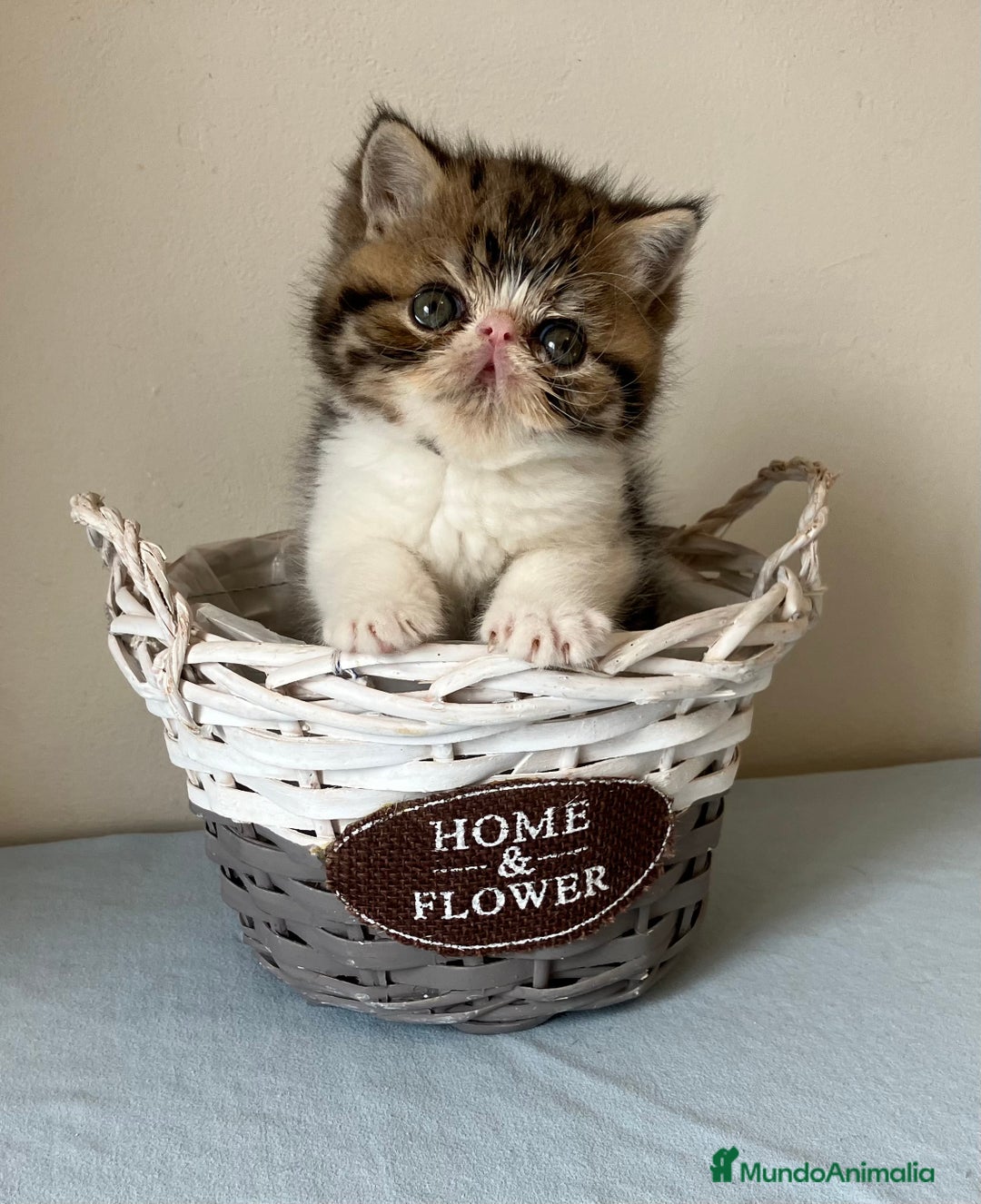 Exótico de Pelo Corto gatos en venta: GATO EXOTICO - Anuncio 1