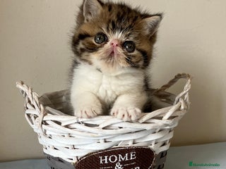 Exótico de Pelo Corto gatos GATO EXOTICO - Anuncio 1