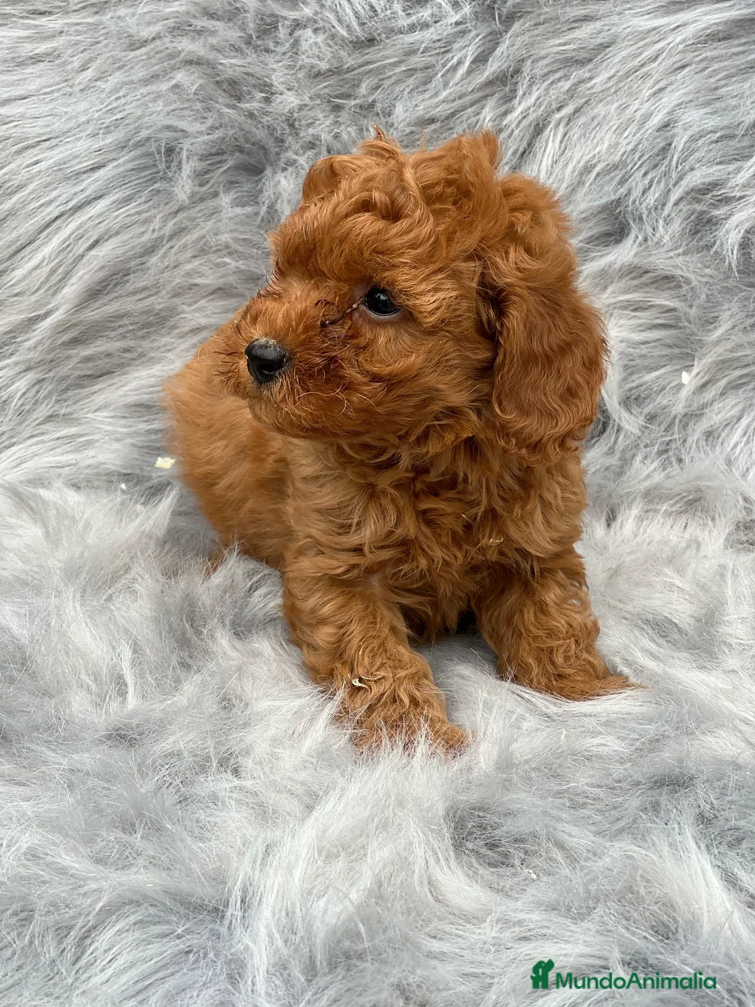 Caniche Toy perros en venta: CANICHE TOY MACHO ROJO DISPONIBLE en Barcelona - Anuncio 2