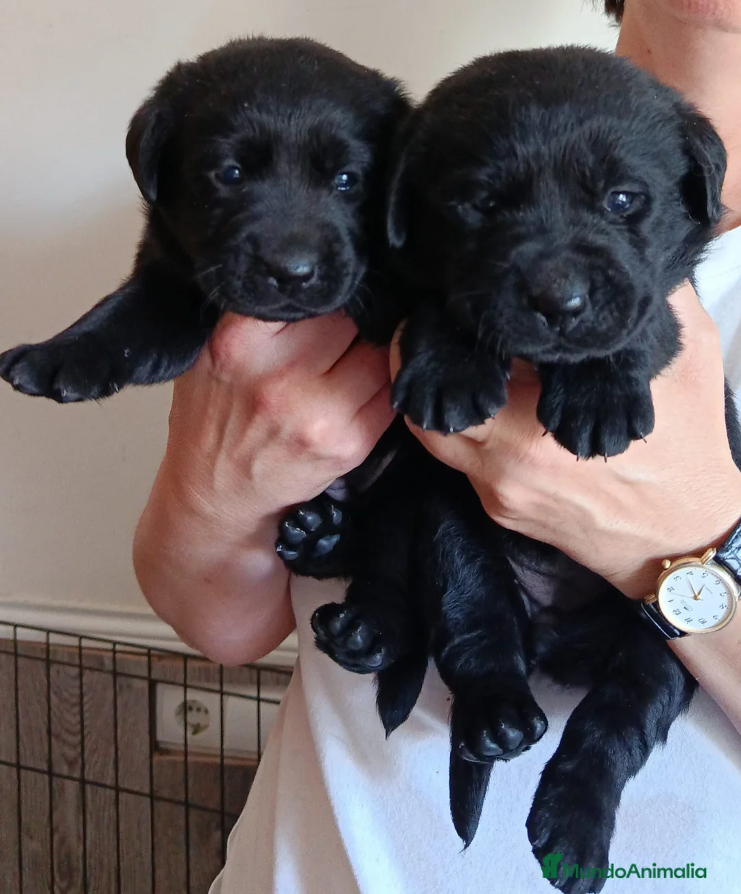 Labrador Retriever perros en venta: Labradores de  Quercuscan  - Anuncio 2