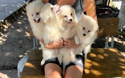 Pomerania perros en venta: Camada Pomerania blanco  - Imagen 6