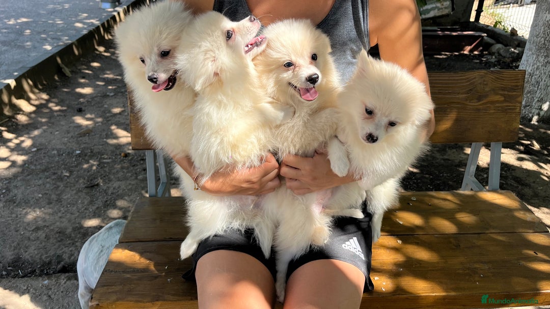 Pomerania perros en venta: Camada Pomerania blanco  - Imagen 6