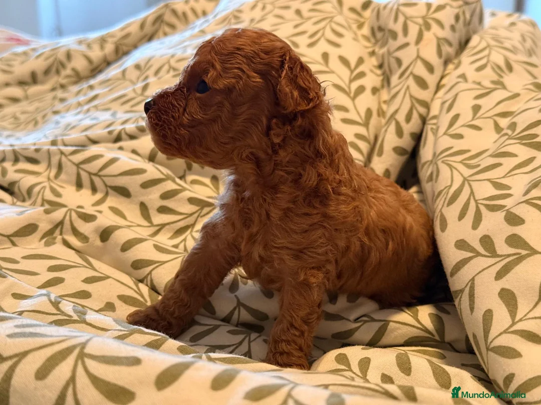 Caniche Toy perros en venta: Caniches toy - Anuncio 2