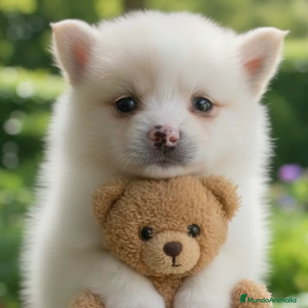 Pomsky perros en venta: Pomsky - Anuncio 4