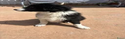 Border Collie perros en venta: Border collie En toda España personalmente  - Anuncio 6