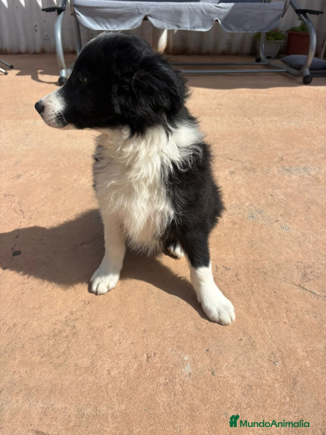 Border Collie perros en venta: Border collie En toda España personalmente  - Anuncio 6