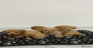 Maltipoo perros - Anuncio 2