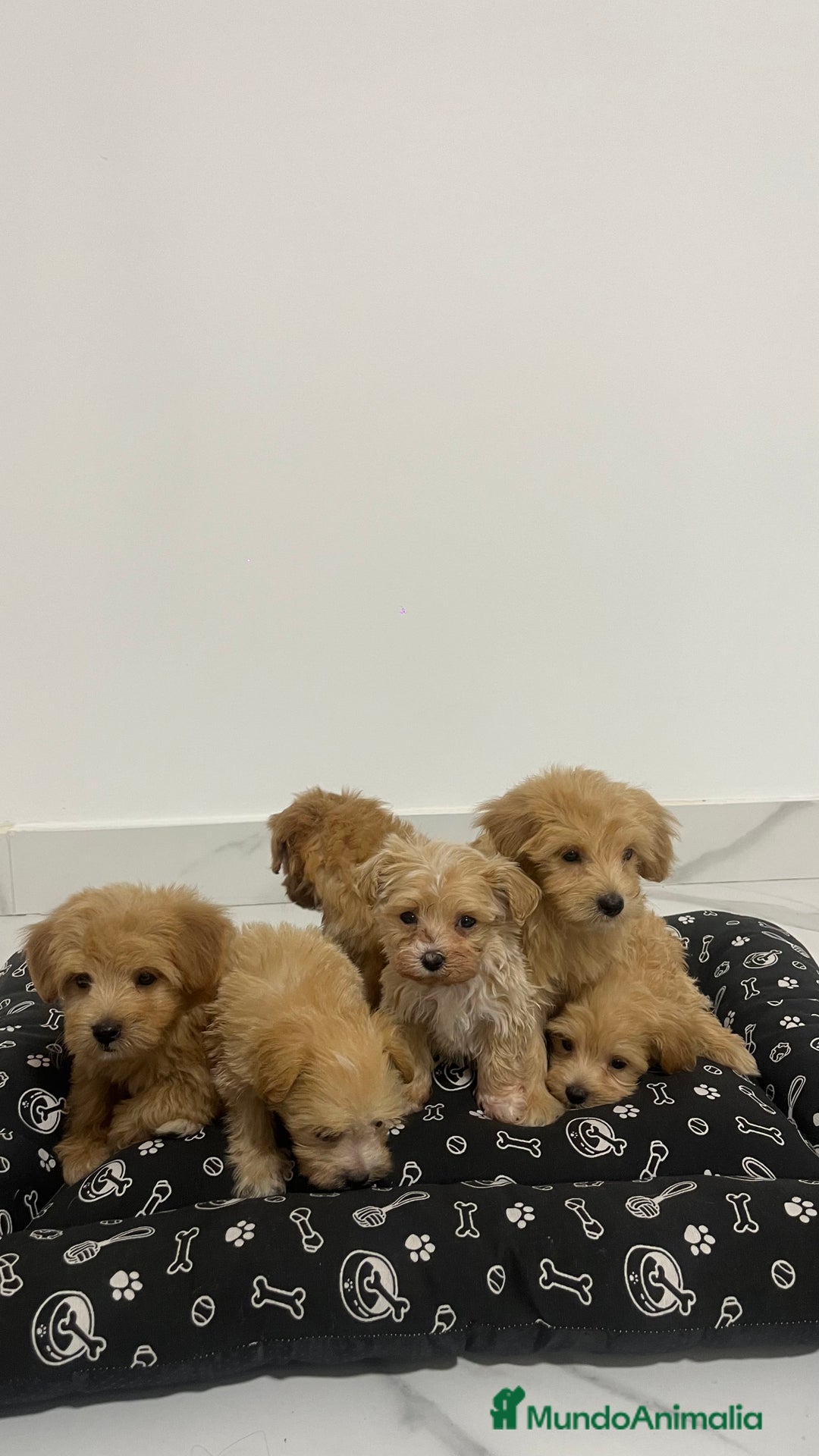Maltipoo perros en venta: Cachorros de maltipoo disponibles  - Imagen 2