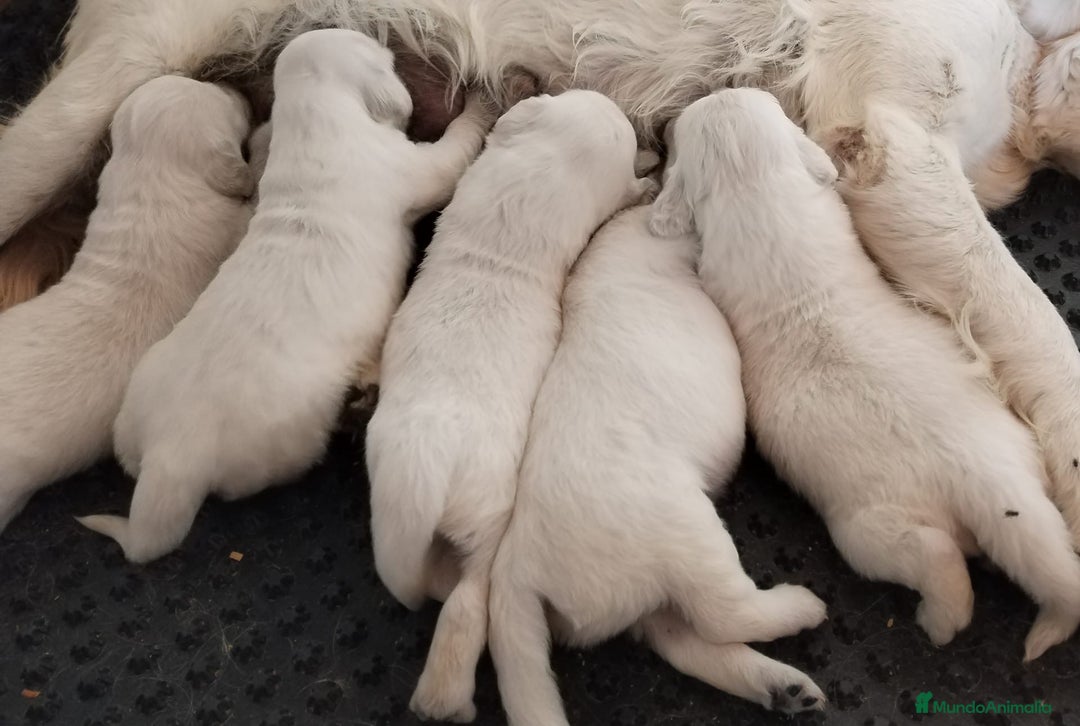 Golden Retriever perros en venta: Golden retriever  en Madrid - Imagen 2