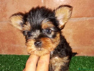 Yorkshire Terrier perros Yorkshire minis en Badajoz - Anuncio 15