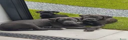 Cane Corso perros en venta: Cane corso blue  - Anuncio 4