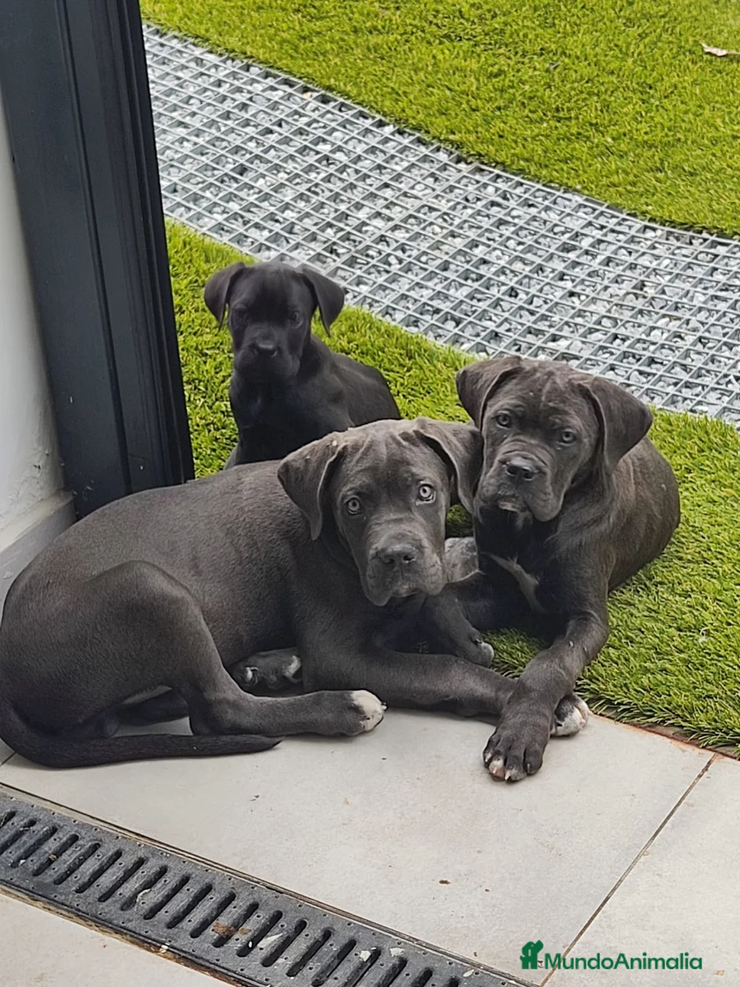 Cane Corso perros en venta: Cane corso blue  - Anuncio 4
