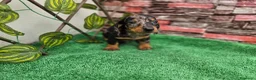 Teckel Miniatura perros en venta: TECKEL MINIATURA & KANNINCHEN - Anuncio 2