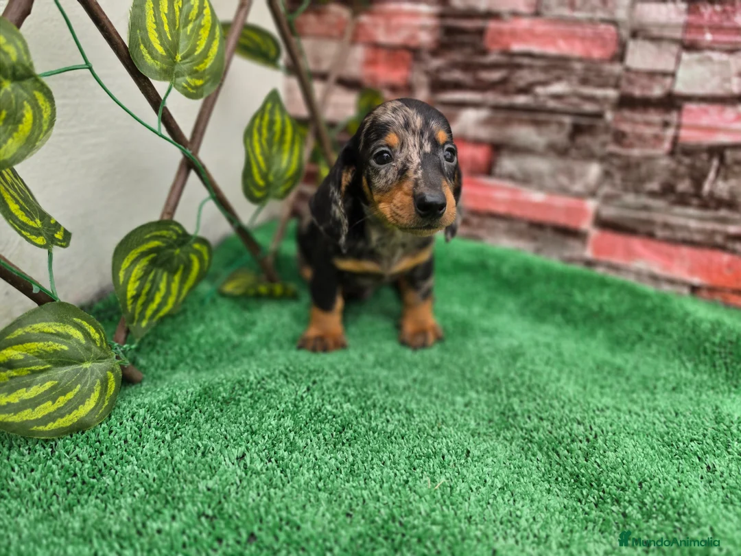 Teckel Miniatura perros en venta: TECKEL MINIATURA & KANNINCHEN - Anuncio 2