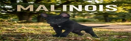 Pastor Belga Malinois perros en venta: Pastor Belgas malinois de calidad  - Anuncio 6